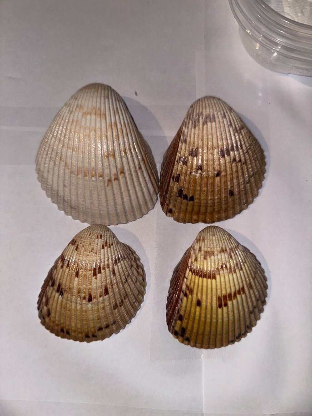 Giant Atlantic Cockle Dinocardium Shells from Florida